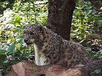 Snow Leopard 2